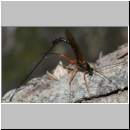 Dolichomitus messor - Schlupfwespe w01e 32mm - OS-Hasbergen Holzlagerplatz auf Eiche det06.jpg